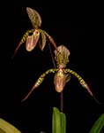 Paph. Houghtoniae